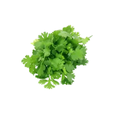 Fresh Coriander Leaves