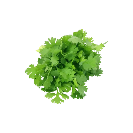 Fresh Coriander Leaves