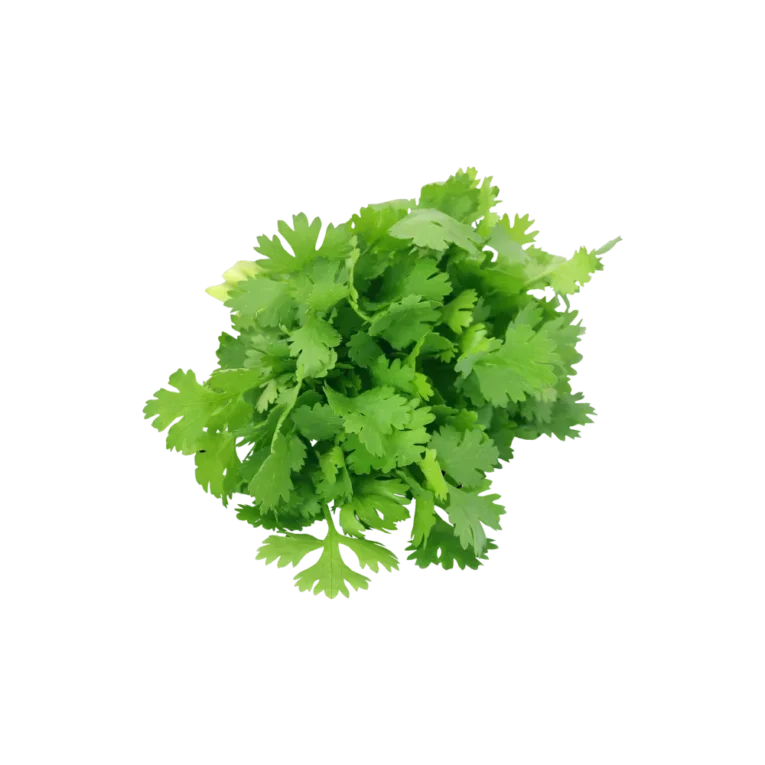 Fresh Coriander Leaves