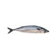 Mackerel Whole