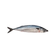 Mackerel Whole