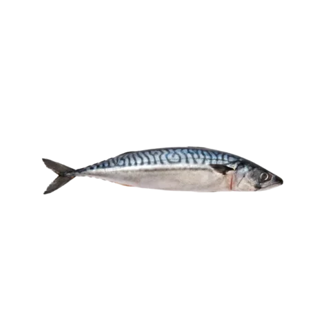 Mackerel Whole