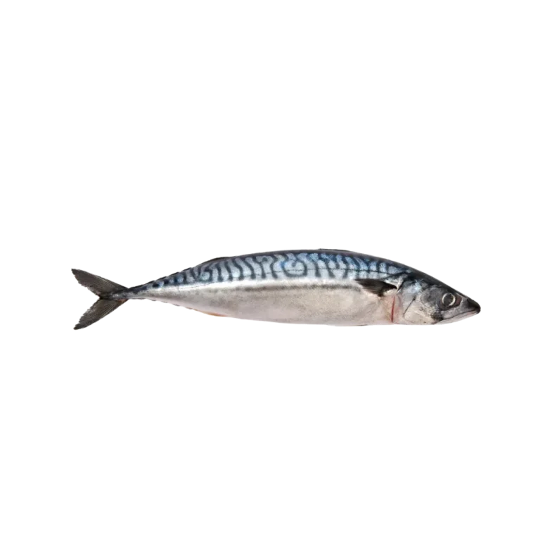 Mackerel Whole