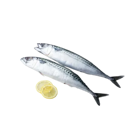 Mackerel Whole