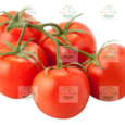 Tomatoes-on-Vine.png