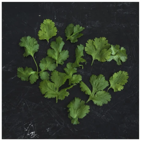 coriander leaves