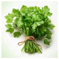 Coriander Fresh